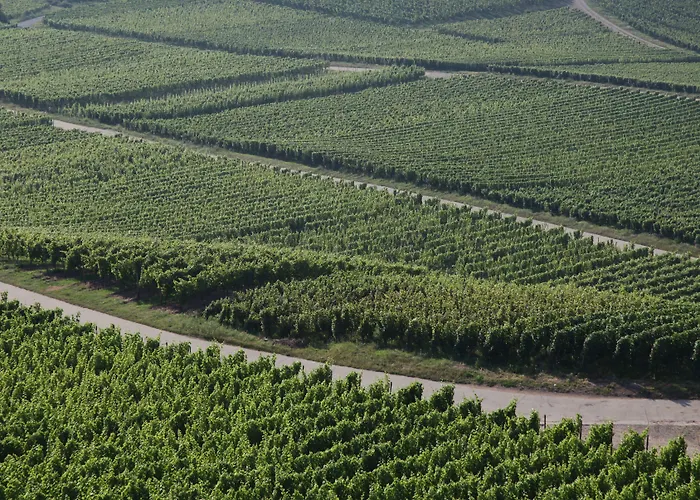 Akzent Waldhotel Rheingau 4* Geisenheim